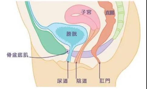 尚佳產(chǎn)后修復丨科普丨產(chǎn)后盆底肌的健康問題